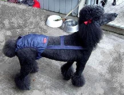 Joybies Durable Denim Piddle Pants(tm) for XXXX Large Female Dog (Measuring 32-34 From Collar to Base of Tail)