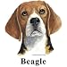 Beagle Cordial - Shot Glass