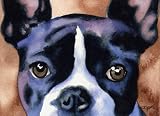 Boston Terrier Dog Art Print Signed by Artist DJ Rogers