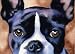 Boston Terrier Dog Art Print Signed by Artist DJ Rogers