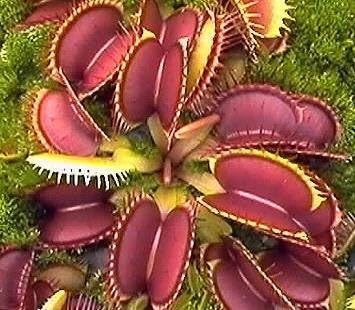 Venus Flytrap, Extract - (60mL) Brand: Herbies Herbs