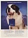 1997 St Bernard Dean Markley Blue Steel Strings Photo Print Ad (45791)