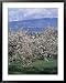 Fruit Trees in Bloom, Kelowna, BC, Canada Framed Art Poster Print by Troy & Mary Parlee, 31x39