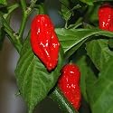 Bhut Jolokia (Naga Jolokia) rot - das sch&auml;rfste Chili der Welt - 5 Samen