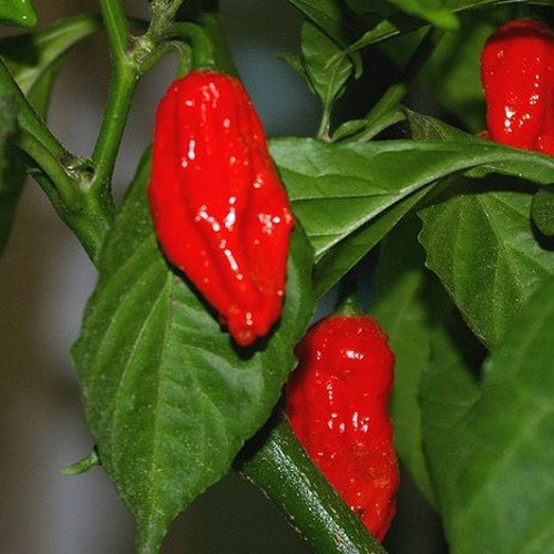 Bhut Jolokia (Naga Jolokia) rot - das schärfste Chili der Welt - 5 Samen