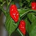 ERNTE 2012! Bhut Jolokia (Naga Jolokia) rot - das sch�rfste Chili der Welt - 10 Samen