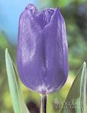 Blue Ribbon Triumph Tulip - 12 bulbs