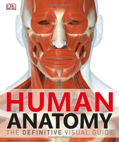 human anatomy