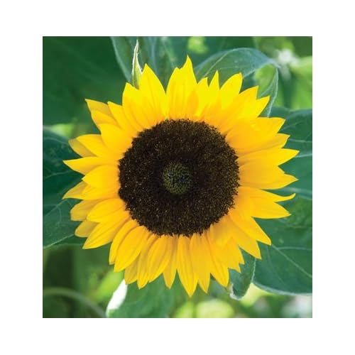 Zohar Sunflower