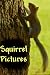 Squirrel Pictures - Volume 1