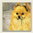 AbsorbaStone Coaster set~ Pomeranian ~4 Tile Drink Coasters ~ code 850C