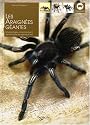 Les araignées géantes