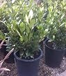 Bay Laurel Shrub, Five Gallon Container