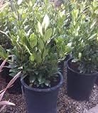Bay Laurel Shrub, Five Gallon Container