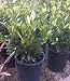 Bay Laurel Shrub, Five Gallon Container