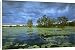 Canvas Prints of JPF-13886 Yellow Water, Paperbark swamp with Water lilies (Nelumbo nucifera) from Ardea Wildlife Pets