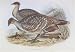 John J Gould - Ocellated Leipoa #78 13 x 19 inch Birds of Australia Fine Art Print Re...
