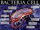 Bacteria Cell Subject Art Poster Print, 24x18