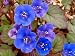 Grow Your Secret Garden Desert Bluebells Seeds
