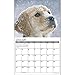 Golden Puppies 2015 Wall Calendar