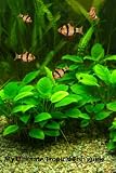 My Ultimate Tropical Fish Guide