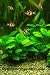 My Ultimate Tropical Fish Guide
