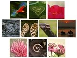 Greetings card collection. 20 Carbon Neutral cards, 'The Natural World' (2 ea. of 10 designs with envelopes). Fantastic value!