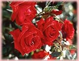 Beloved (Cesar Chavez) (Rosa Hybrid Tea) - Bare Root Rose