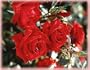 Beloved (Cesar Chavez) (Rosa Hybrid Tea) - Bare Root Rose