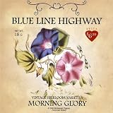 Morning Glory