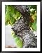 Branch of Old Vine with Gnarled Bark, Collioure, Languedoc-Roussillon, France Botanic...