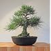 Jonsteen Growing Kit – Black Bansai Trees
