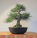 Cheap Deals on Jonsteen Growing Kit - Black Bansai Trees by Jonsteen Company