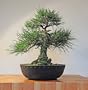 Jonsteen Growing Kit - Black Bansai Trees