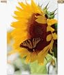 Butterfly Kisses Regular Flag