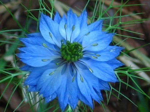 500 LOVE IN A MIST Miss Jekyll Blue (Fennel Flower) Nigella Damascena Flower Seeds 500 LOVE IN A MIST Miss Jekyll Blue (Fennel Flower) Nigella Damascena Flower Seeds
