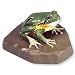 3B Scientific VN701/2 Female Tree Frog (Hyla Arborea)