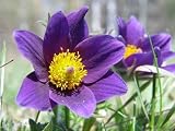 Pasque-flowers - 36