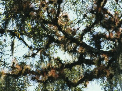 Air Plants and Spanish Moss Adorn a Tree in South Florida Premium Photographic Poster Print, 18x24