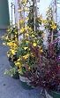 Carolina Jessamine Vine, One Gallon Container by Monrovia Growers