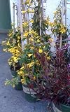 Carolina Jessamine Vine, One Gallon Container by Monrovia Growers