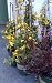 Carolina Jessamine Vine, One Gallon Container by Monrovia Growers
