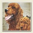 AbsorbaStone Coaster set~ Irish Setter ~4 Tile Drink Coasters ~ code 771C