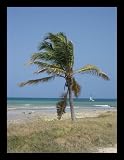 Aruba (Palm Tree on Beach) Black Wood-Mounted Art Poster Print - 13