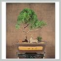 Shimpaku Juniper Bonsai Tree IV