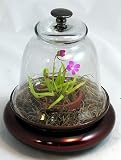 Glass Cloche 9