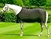 Amigo Jersey Cooler - Excalibur with Silver Trim