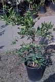 Tahoe Gold Mandarin Orange Tree Five Gallon Semi Dwarf