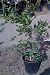 Tahoe Gold Mandarin Orange Tree Five Gallon Semi Dwarf