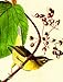 Boston International The MET Boxed Note Cards, Audubon Birds, 20-Count